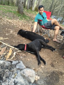 Tired dogs on a sunny car camping trip
